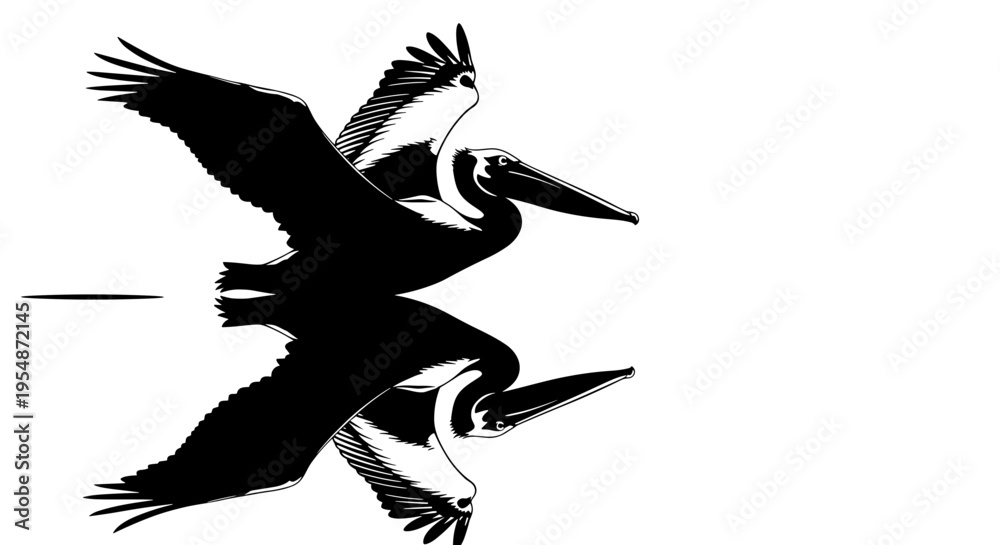 Fototapeta premium Black Pelican Bird in Flight.