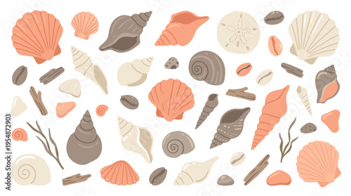 Set of various seashells and sea elements on white background