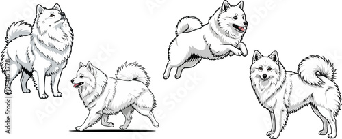 Japanese Spitz dog jumping standing walking side profile pose set