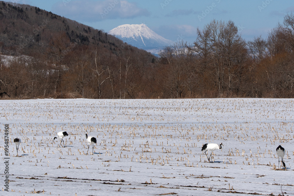 Fototapeta premium Japon