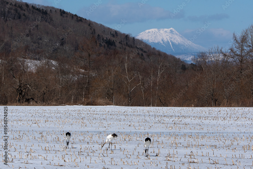 Fototapeta premium Japon