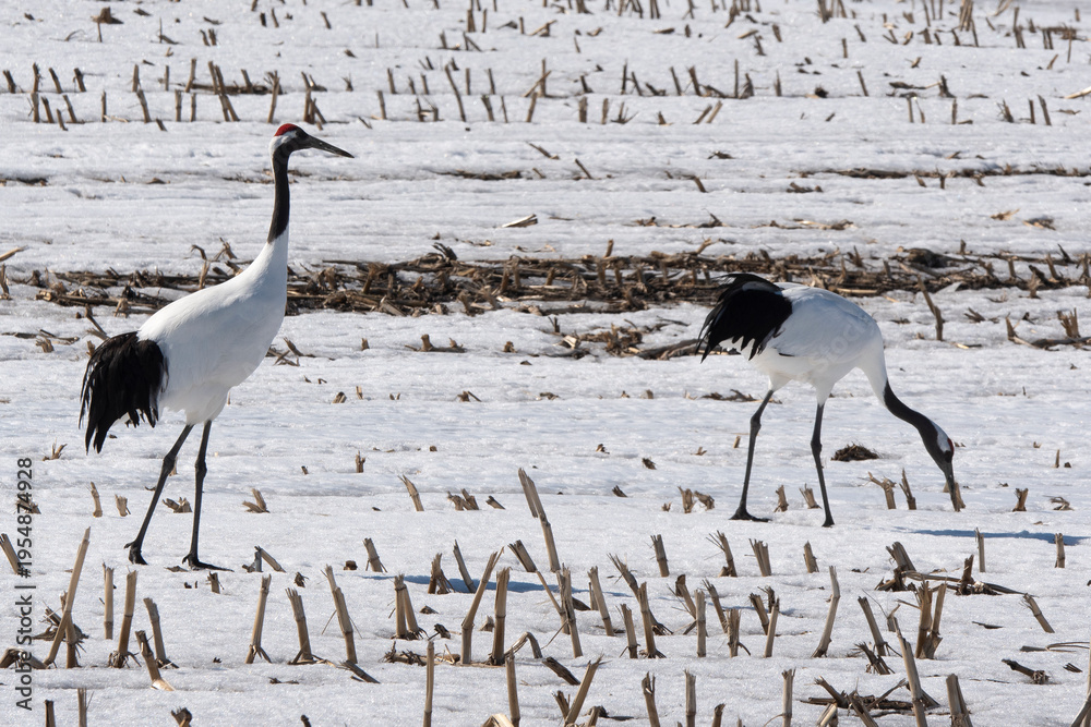 Fototapeta premium Grue du Japon