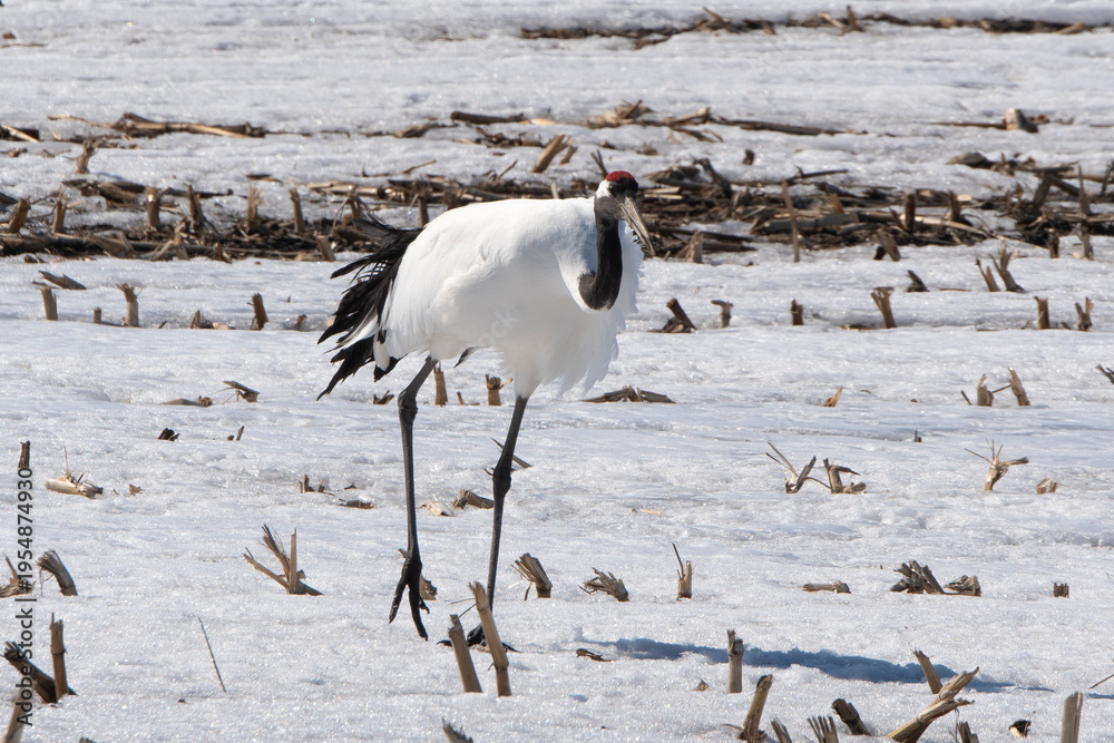 Fototapeta premium Grue du Japon