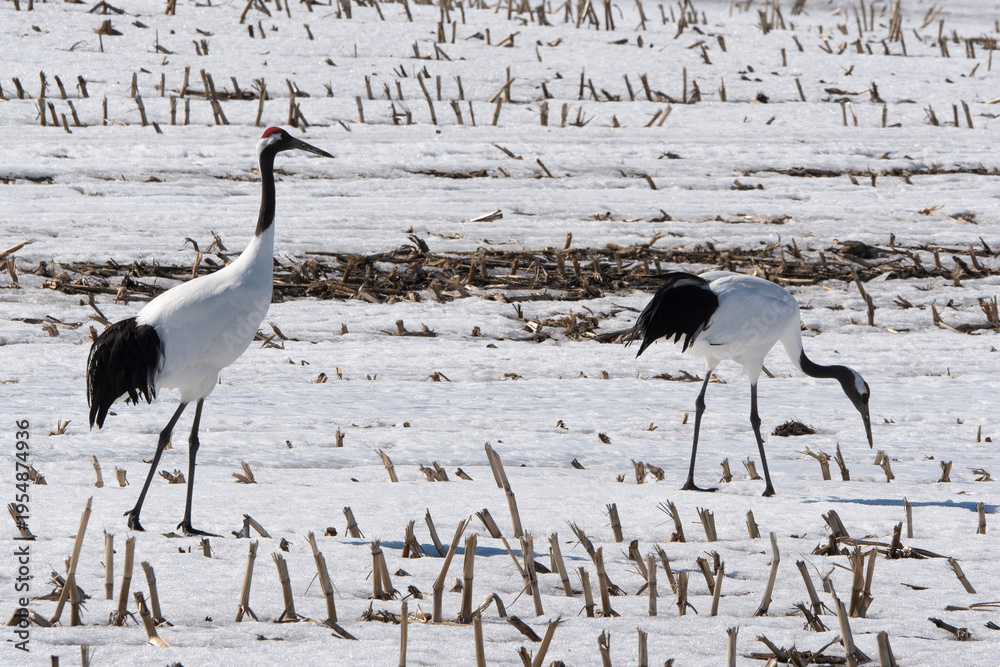 Fototapeta premium Grue du Japon