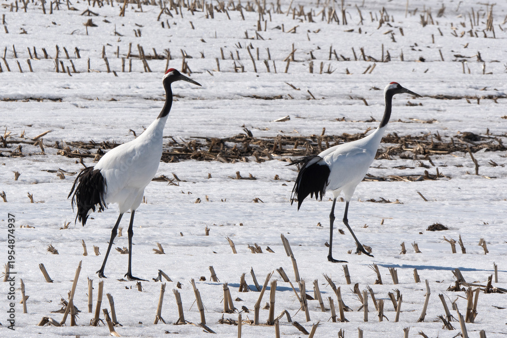 Fototapeta premium Grue du Japon