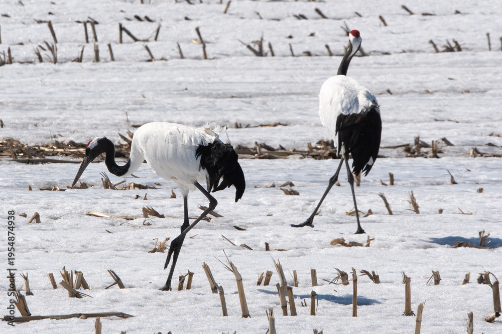 Fototapeta premium Grue du Japon