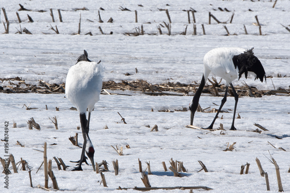 Fototapeta premium Grue du Japon