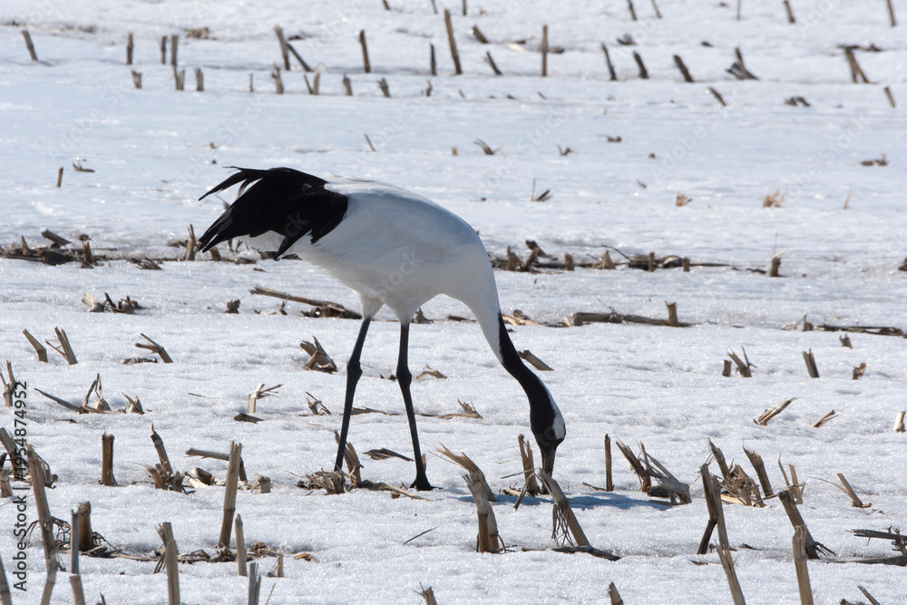 Fototapeta premium Grue du Japon