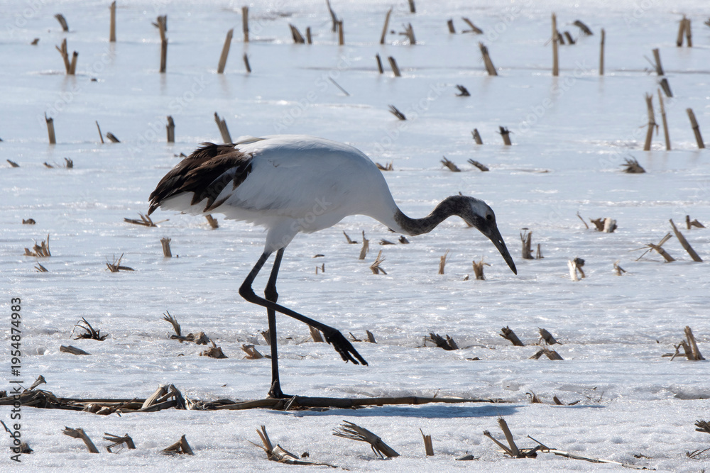 Fototapeta premium Grue du Japon