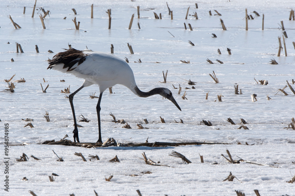 Fototapeta premium Grue du Japon