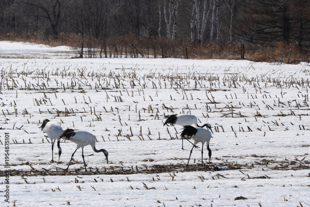 Fototapeta premium Grue du Japon