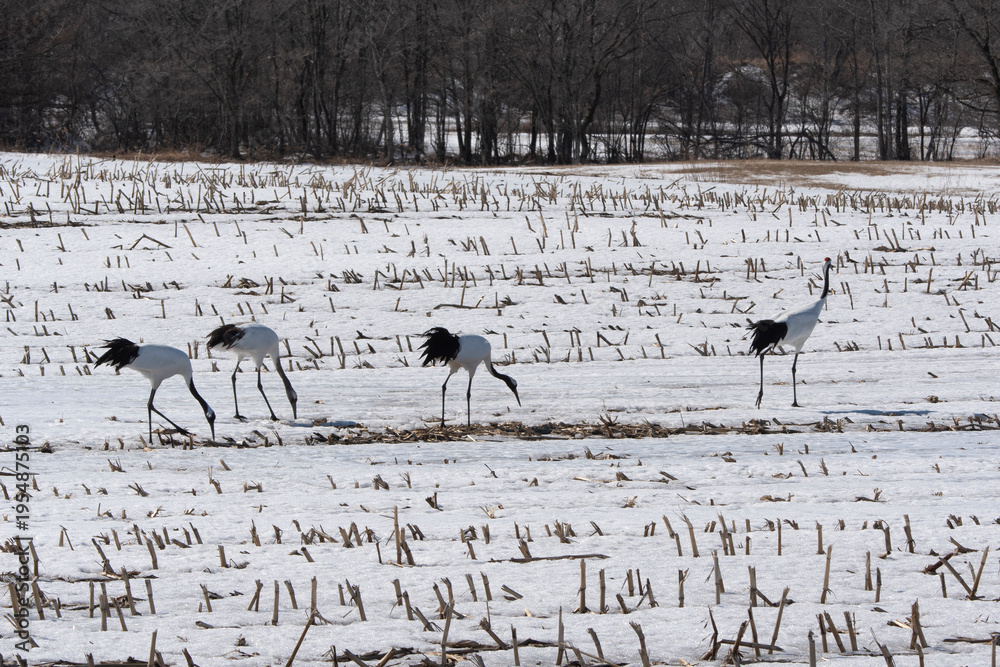 Fototapeta premium Grue du Japon