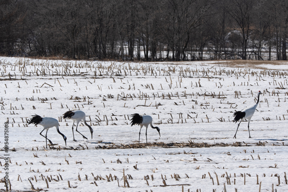 Fototapeta premium Grue du Japon