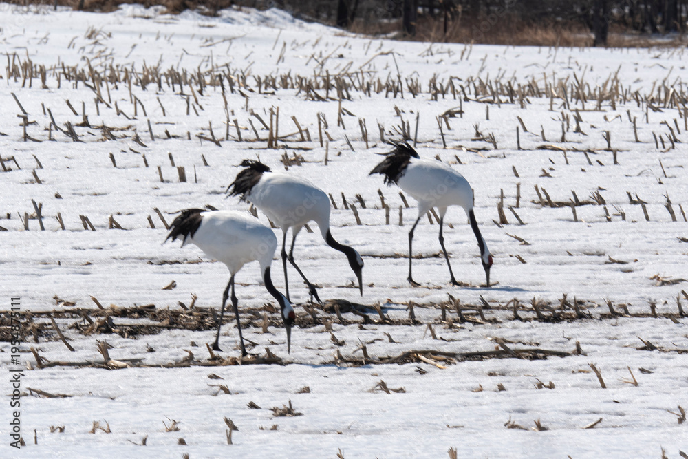 Obraz premium Grue du Japon
