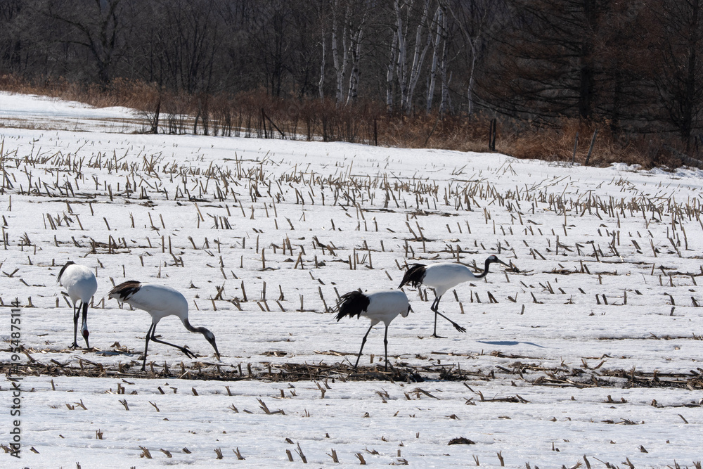 Fototapeta premium Grue du Japon