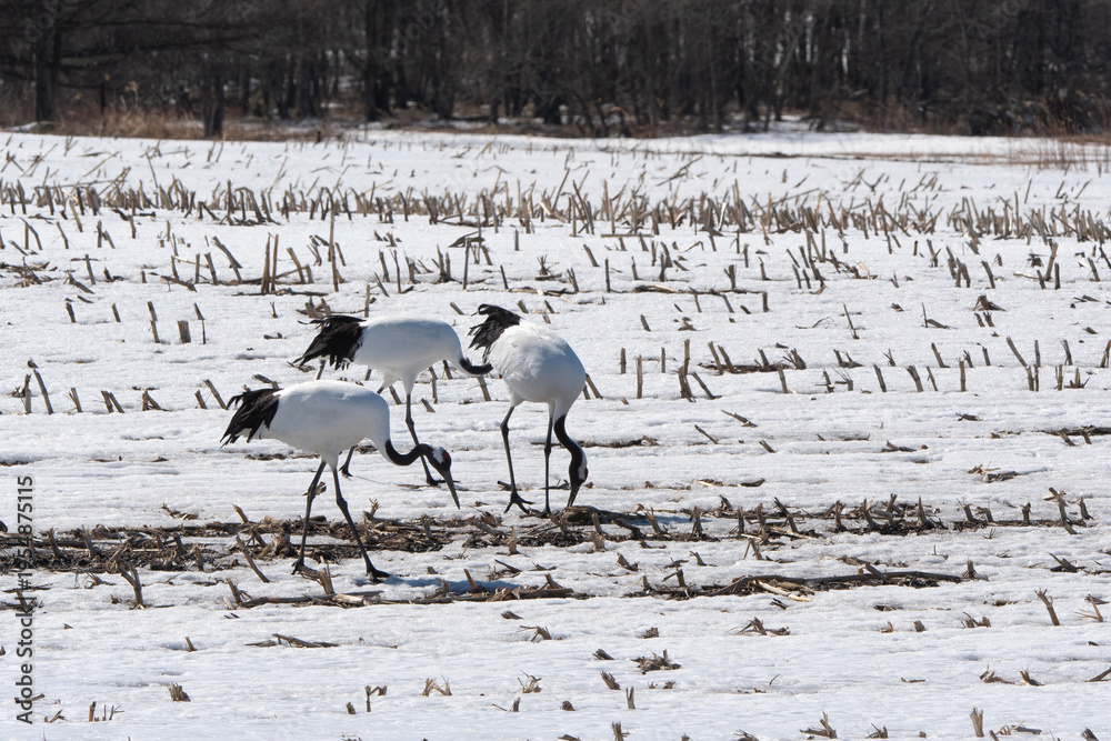 Fototapeta premium Grue du Japon