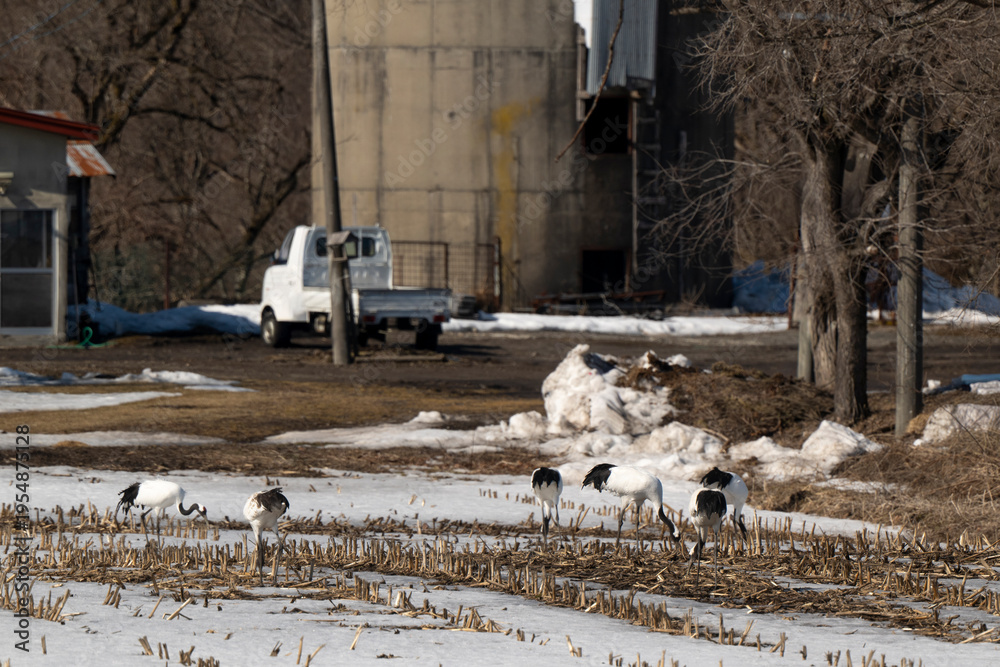 Fototapeta premium Grue du Japon