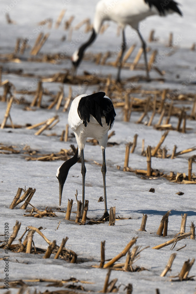 Fototapeta premium Grue du Japon