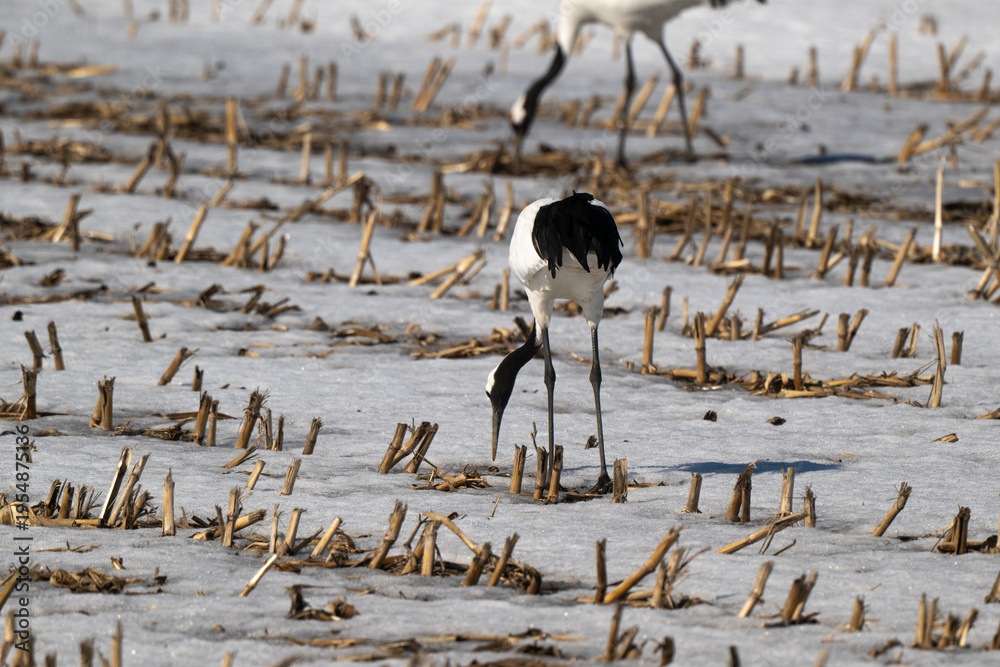 Fototapeta premium Grue du Japon