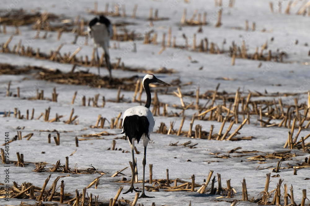Fototapeta premium Grue du Japon