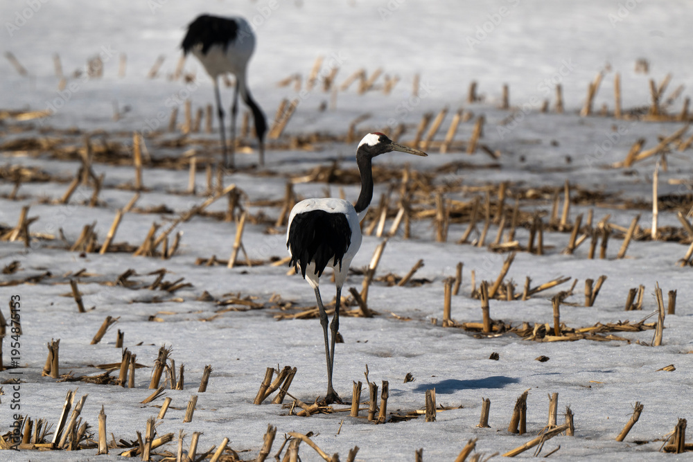 Fototapeta premium Grue du Japon