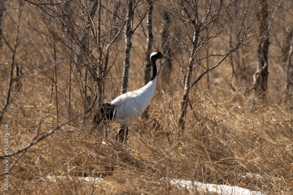 Fototapeta premium Grue du Japon