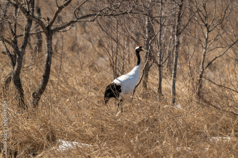 Fototapeta premium Grue du Japon