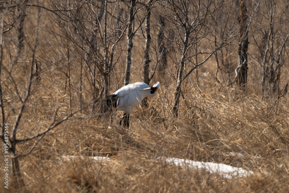 Obraz premium Grue du Japon