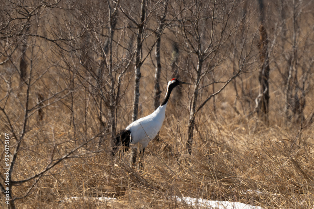 Fototapeta premium Grue du Japon