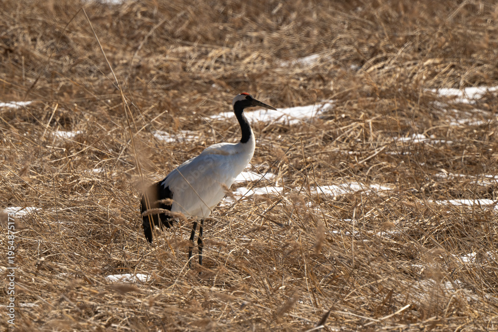 Fototapeta premium Grue du Japon