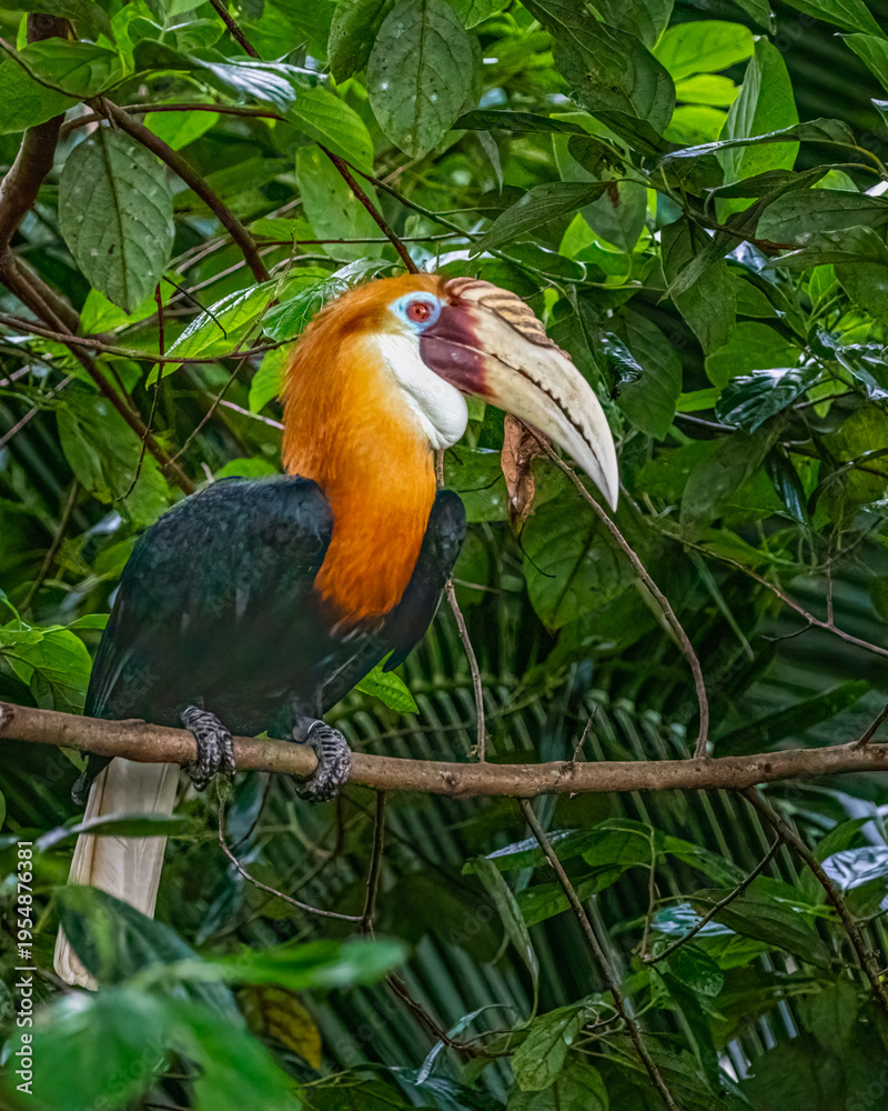 Fototapeta premium Blyth's Hornbill