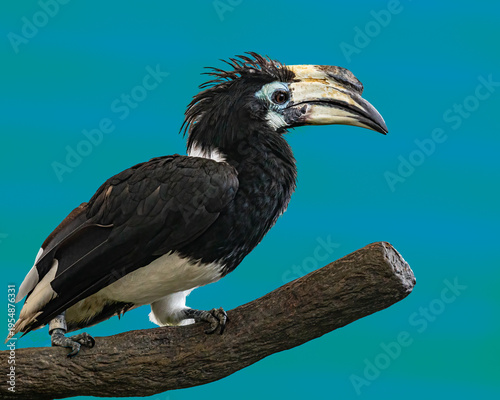 A Oriental Pied Hornbill