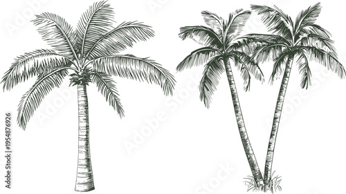 Vintage Hand Drawn Palm Trees Illustration Set, Rustic Tropical Vector Engraving Sketch