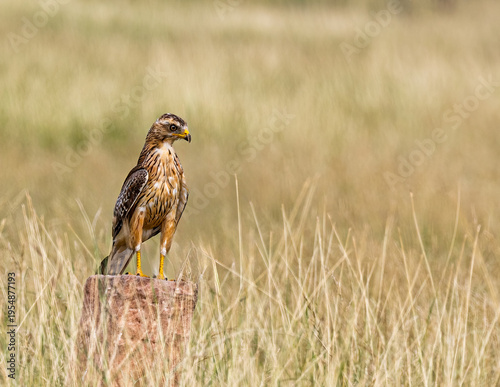 A White Eye Buzzard