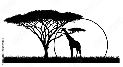 Giraffe eating from tree silhouette.