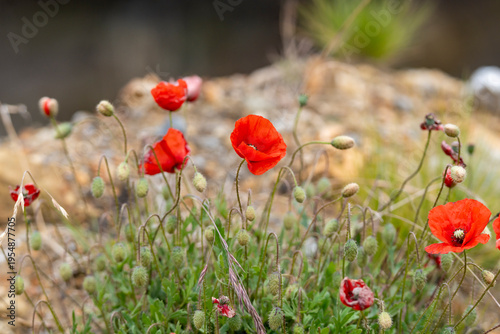 poppy plant with red flowers
