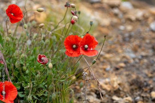 poppy plant with red flowers