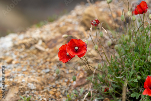 poppy plant with red flowers