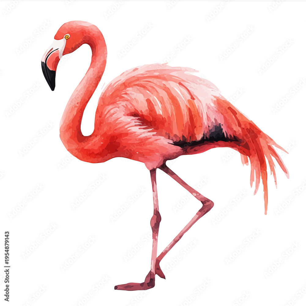 Obraz premium Flamingo, watercolor illustration vector, isolated on a white background.