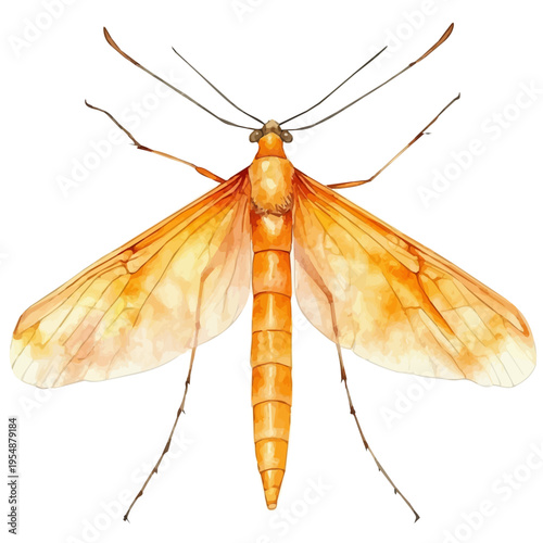 Firefly, watercolor drawing vector, isolated on a white background.