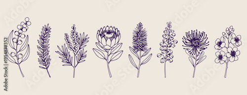 Protea flower border, botanical floral sketch, exotic bloom doodles, hand drawn nature elements, garden blossom illustration, wedding floral graphics, organic plant sketches