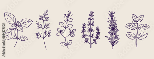 Garden herb sketches, botanical foliage doodles, organic leaf elements, hand drawn greenery set, herbal medicine illustration, kitchen garden icons, nature plant graphics