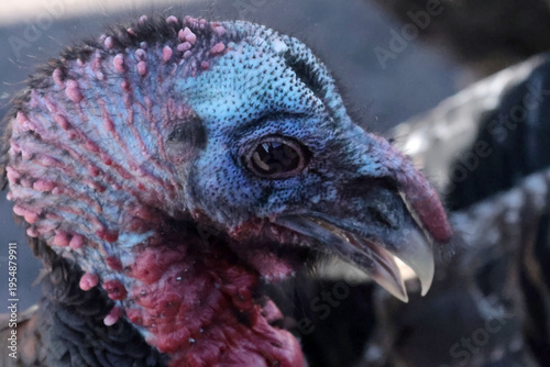 Wild Turkey closeups