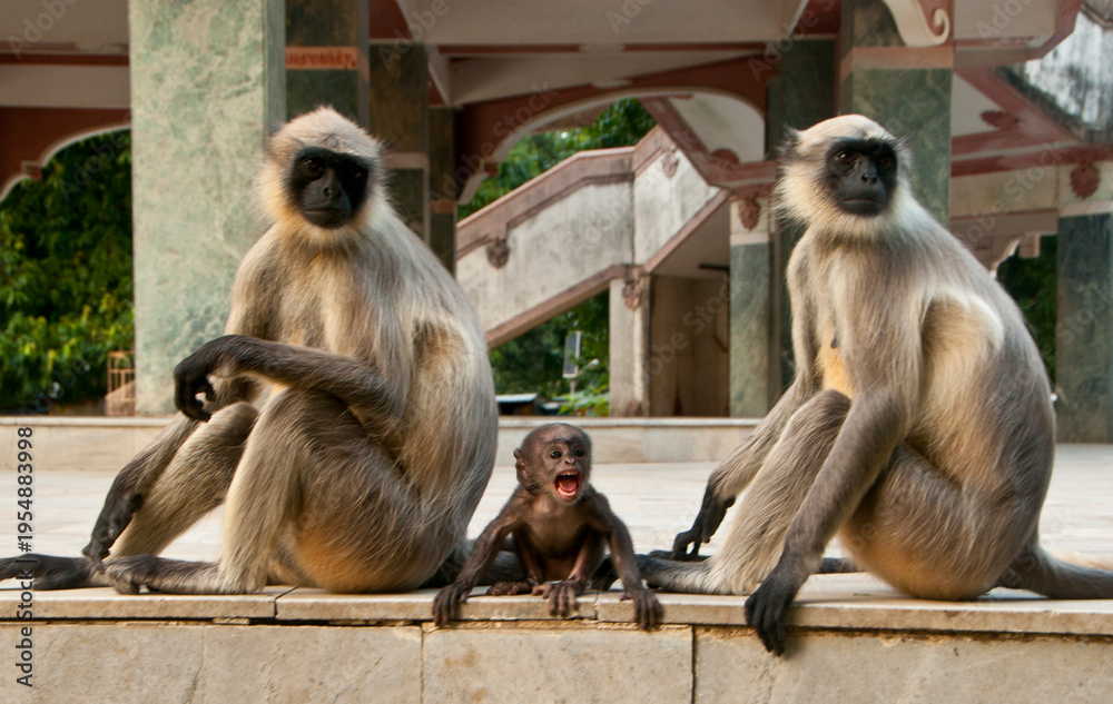 Obraz premium A langur monkey in forest
