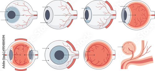 Human Eye Anatomy Cross Section Set Showing Retina, Optic Nerve, Blood Vessels, and Internal Structure Medical Illustration