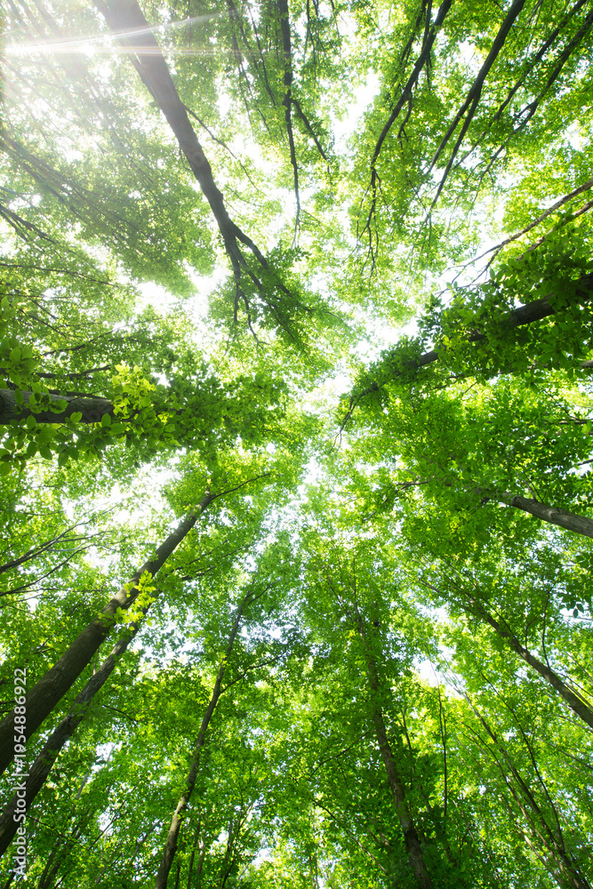 Fototapeta premium Forest trees. nature green wood sunlight backgrounds