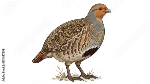 pheasant isolated on white background