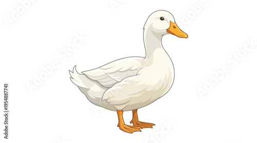 Pekin duck on white background