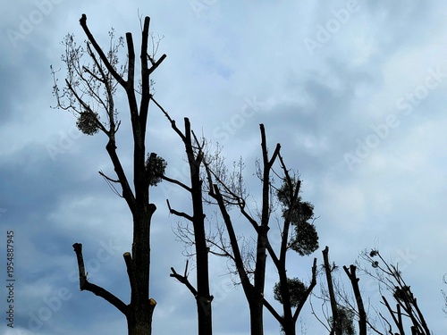 tree in the sky