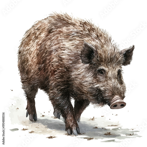 Wallpaper Mural Wild Boar, watercolor illustration vector, isolated on a white background. Torontodigital.ca
